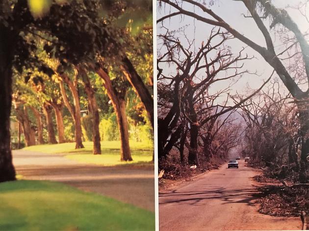 Road to UWI before and after Hurricane Gilbert | Credit: Martin Mordecai via the book Hurricane Gilbert by Hill & Ogley & Hooley