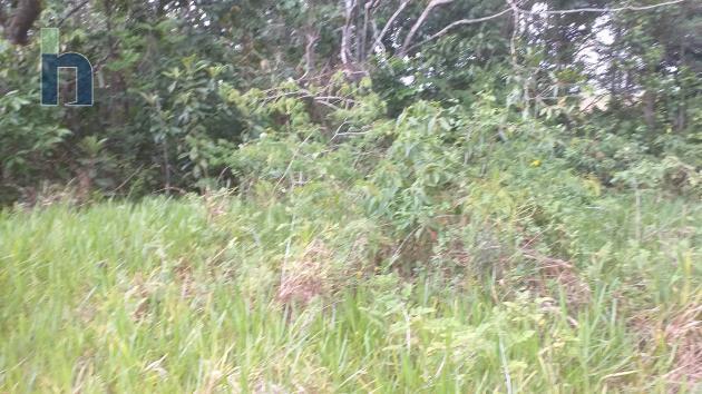 Photo #2 of 2 - Property For Sale at Lorraine Cottage Hillside Knockpatrick Manchester , Knockpatrick, Manchester, Jamaica. Residential Land with 0 bedrooms and 0 bathrooms at JMD $4,800,000. #600.