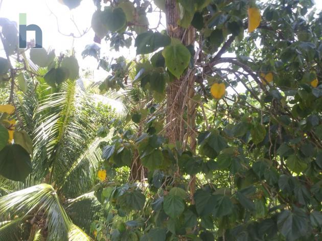 Photo #2 of 17 - Property For Sale at Spring Gardens, Buff bay, Buff Bay, Portland, Jamaica. Residential Land with 0 bedrooms and 0 bathrooms at USD $198,000. #612.